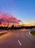 Candy Floss & Cherry Blossom (photo)