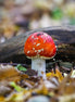 Close up of fly agaric (photo) - 1