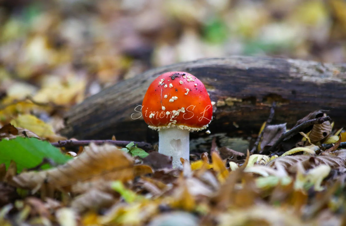 Close up of fly agaric (photo) - 1