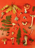 Collage of live picked mushrooms (photo)