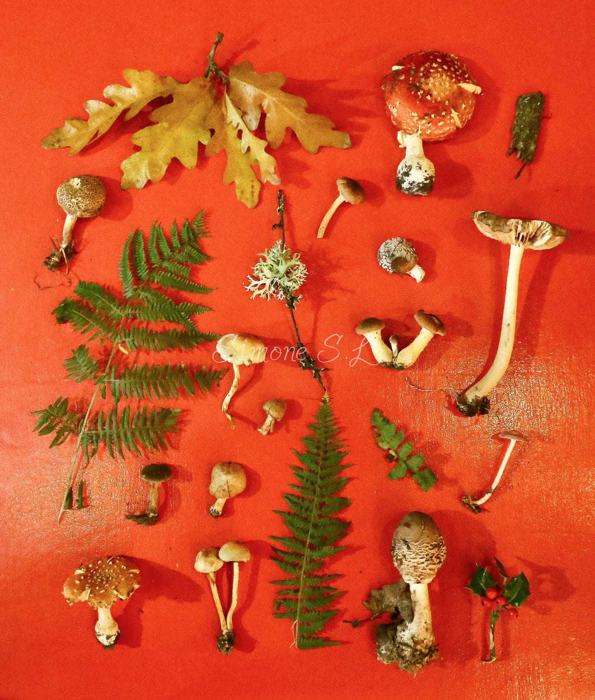 Collage of live picked mushrooms (photo)