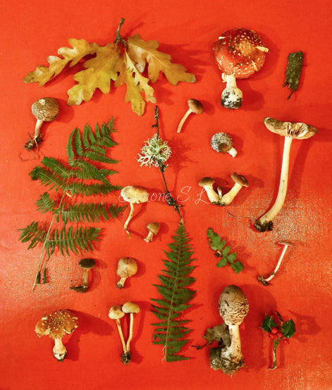 Collage of live picked mushrooms (photo)
