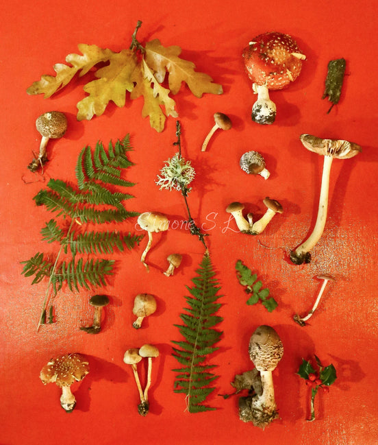 Collage of live picked mushrooms (photo)