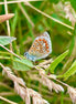 Common Blue Butterfly 3 (photo)