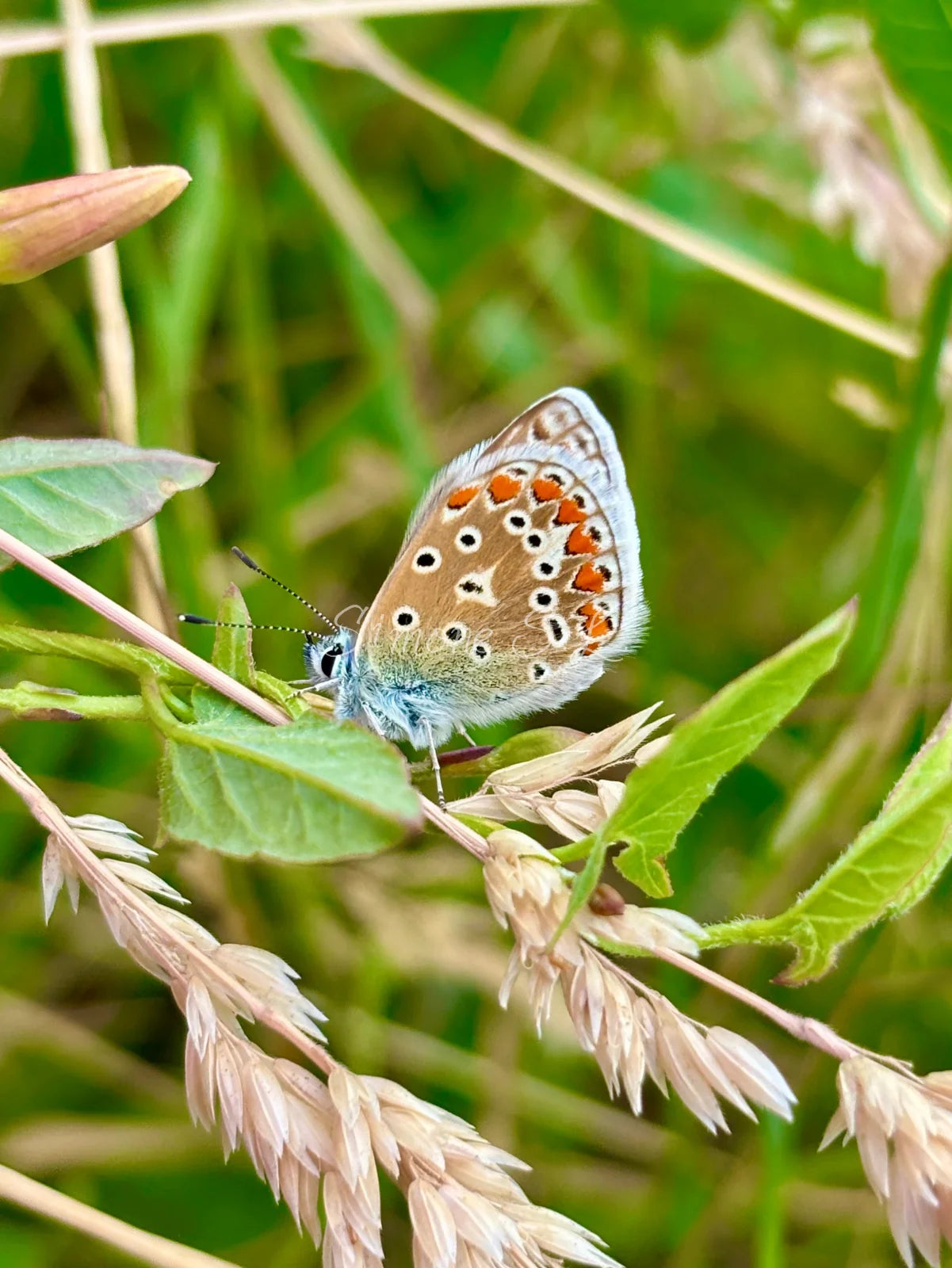 Common Blue Butterfly 3 (photo)