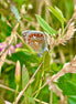 Common Blue Butterfly 4 (photo)