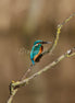Common Kingfisher 2 (photo)
