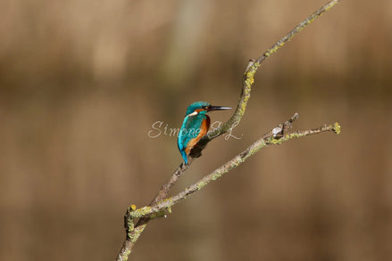 Common Kingfisher 2 (photo)