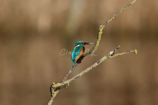 Common Kingfisher 2 (photo)