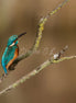 Common Kingfisher 3 (photo)