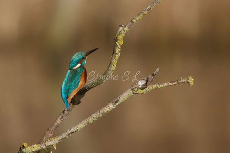 Common Kingfisher 3 (photo)