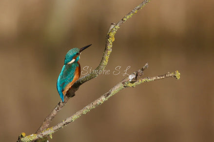 Common Kingfisher 3 (photo)