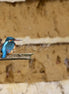Common Kingfisher (photo)