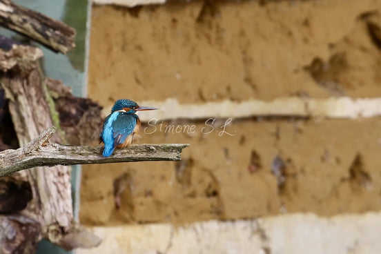 Common Kingfisher (photo)