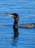 Cormorant (Photo)