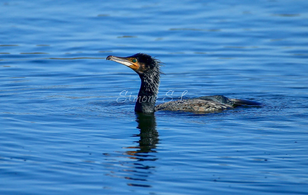 Cormorant (Photo)