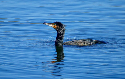 Cormorant (Photo)