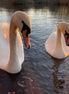 Curious Swans (photo)