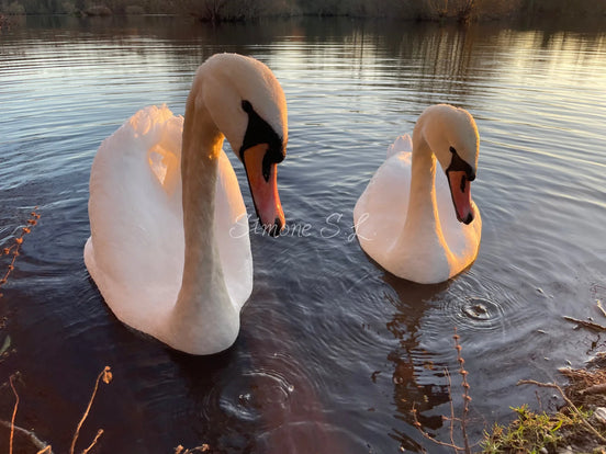 Curious Swans (photo)