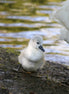 Cute Cygnet