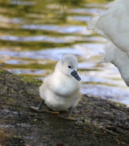 Cute Cygnet