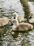 Cygnet Sibling Conference (photo)