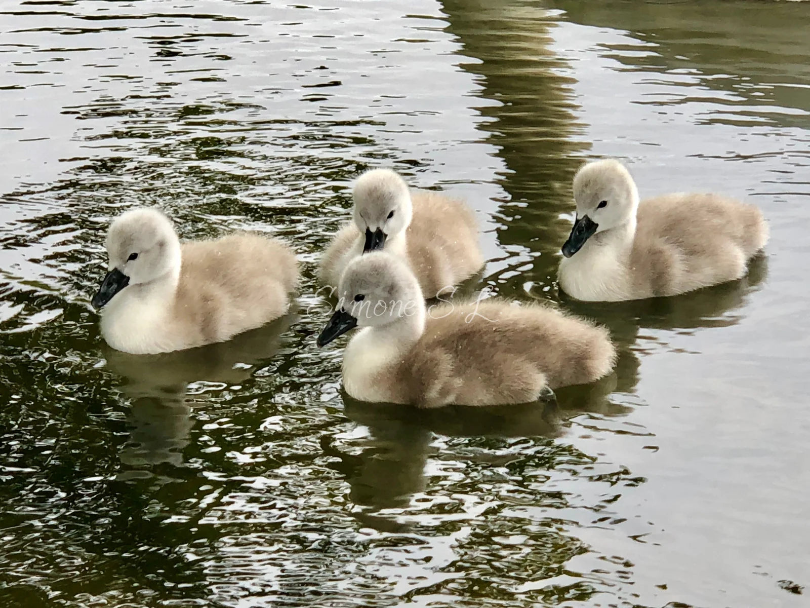 Cygnet Sibling Conference (photo)