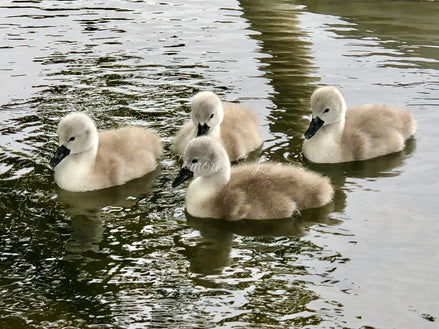 Cygnet Sibling Conference (photo)