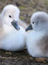 Cygnet Siblings 2 (photo)