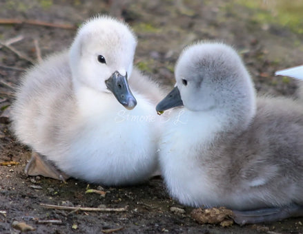 Cygnet Siblings 2 (photo)