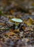 Deathcap (photo)