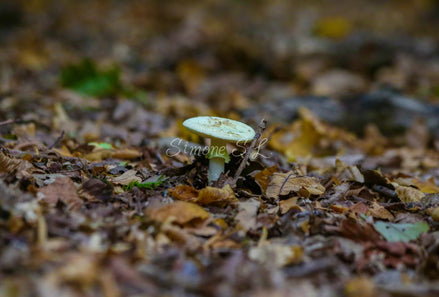 Deathcap (photo)