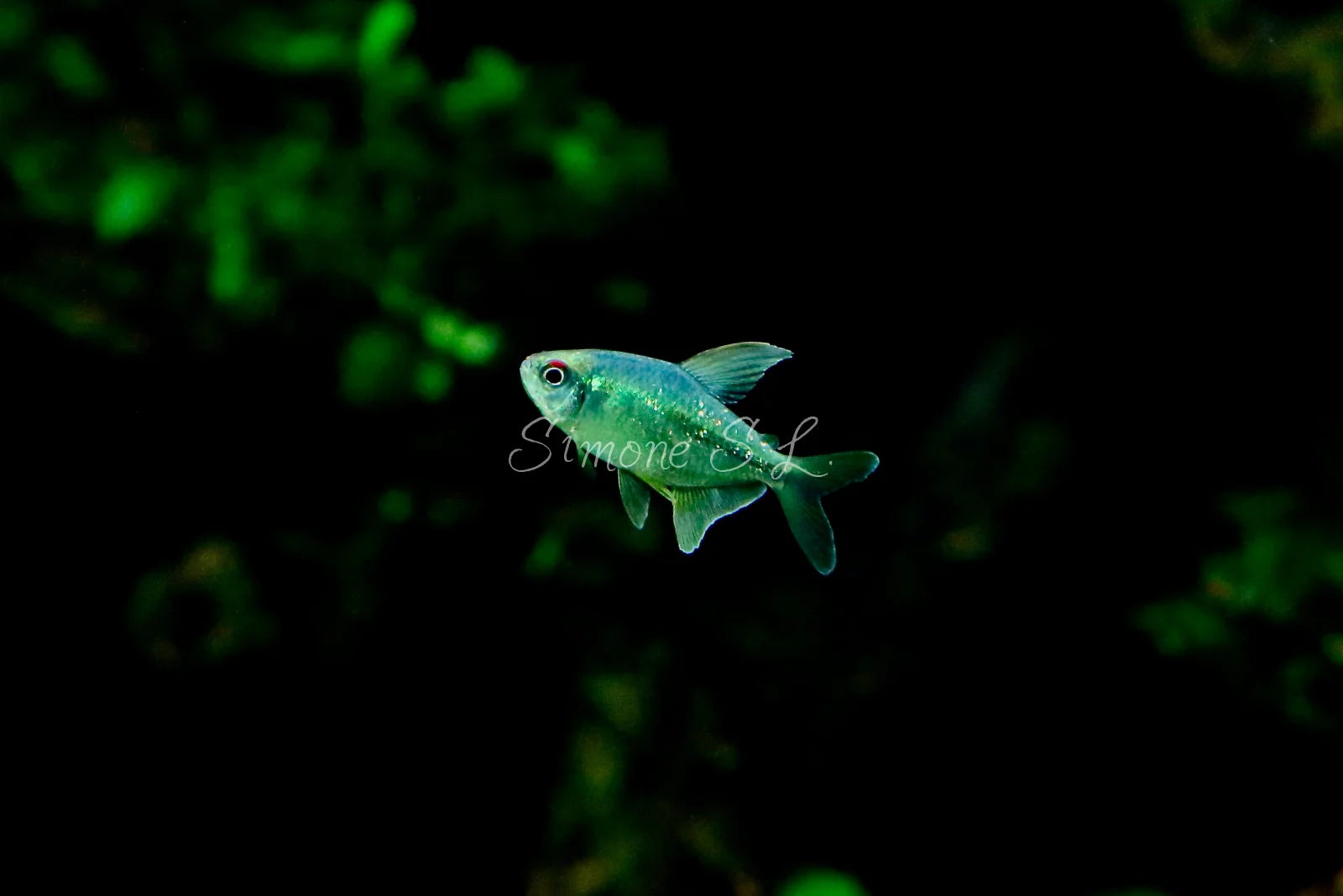 Diamond Tetra Fish