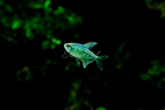 Diamond Tetra Fish