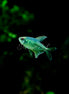Diamond Tetra Fish 8 (photo)