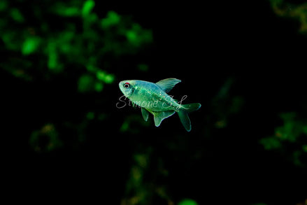 Diamond Tetra Fish 8 (photo)