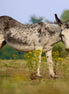 Donkey - Closeup (photo)