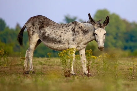 Donkey - Closeup (photo)