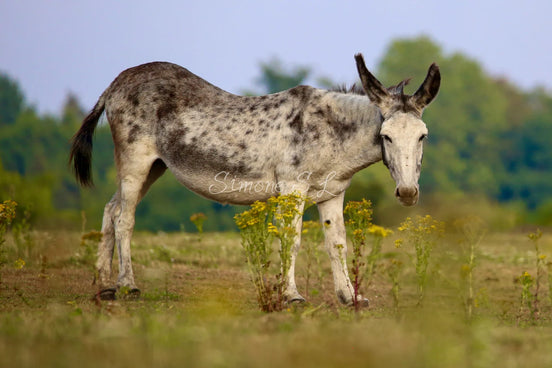 Donkey - Closeup (photo)