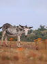 Donkey On Field (photo)