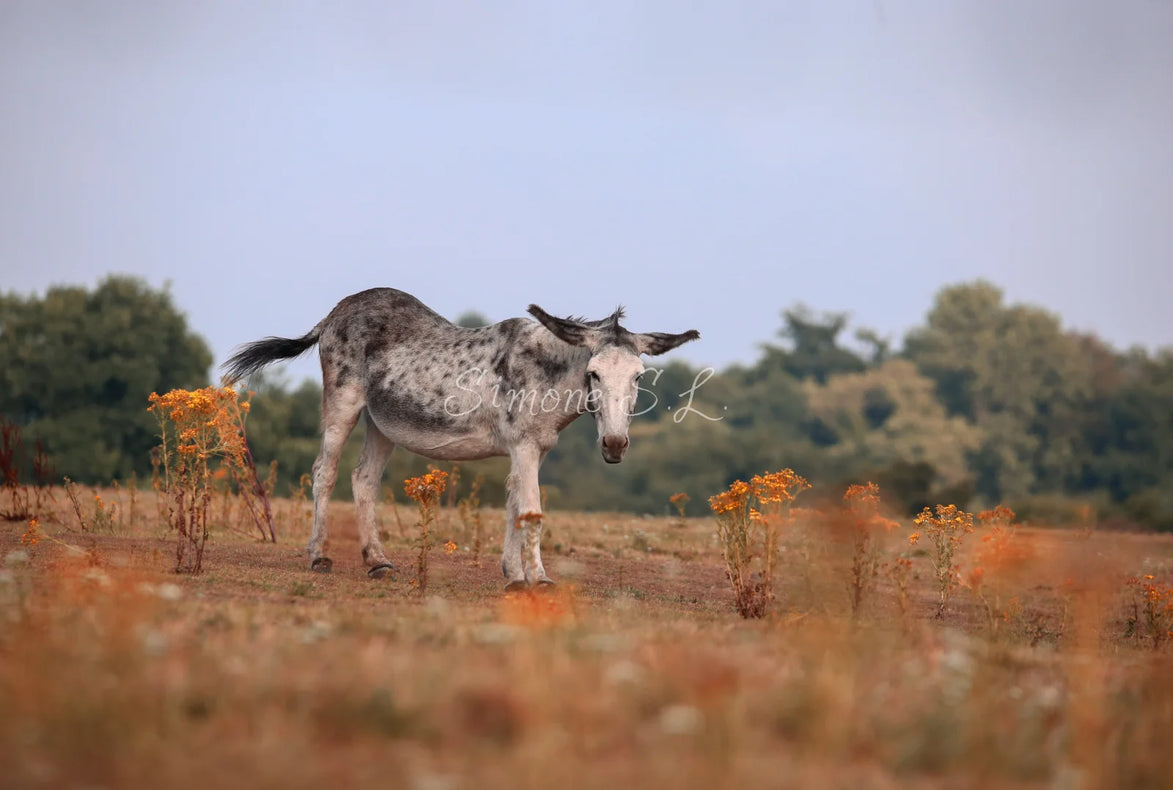 Donkey On Field (photo)