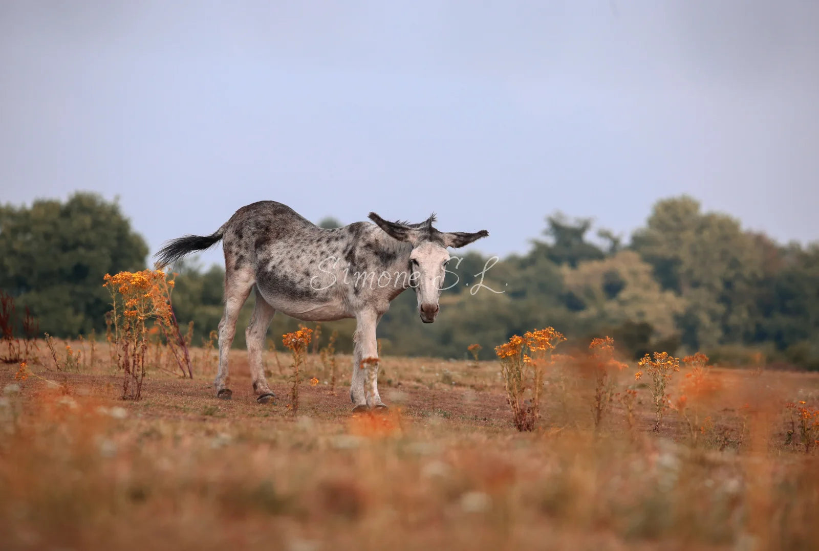 Donkey On Field (photo)