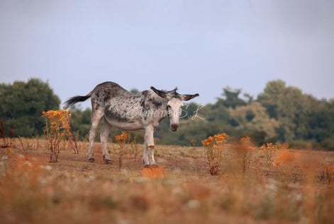 Donkey On Field (photo)