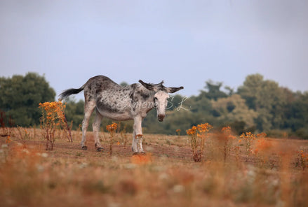 Donkey On Field (photo)