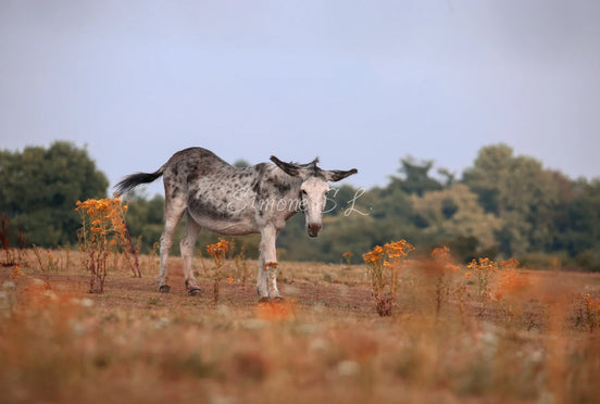 Donkey On Field (photo)