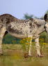 Donkey Winking - Closeup (photo)