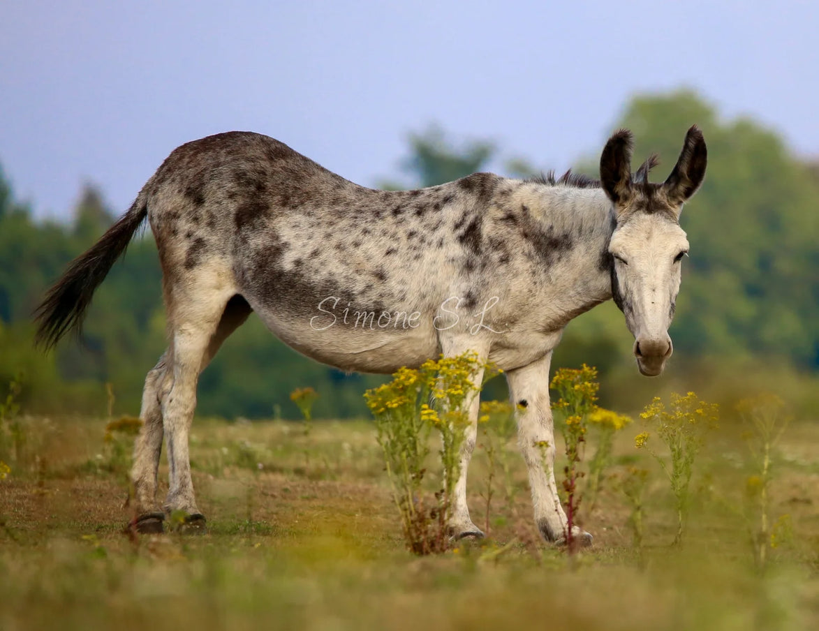 Donkey Winking - Closeup (photo)
