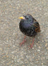European Starling (photo)