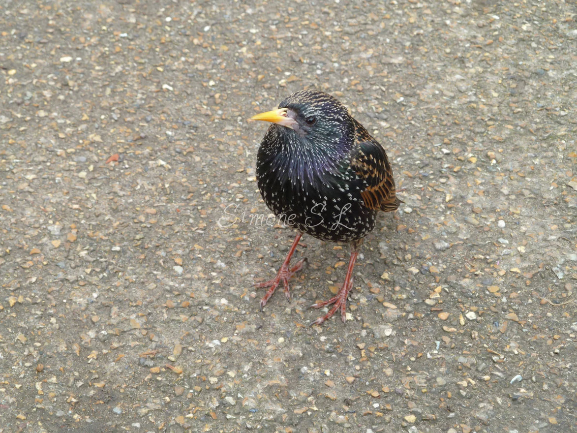 European Starling (photo)