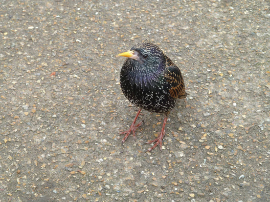 European Starling (photo)